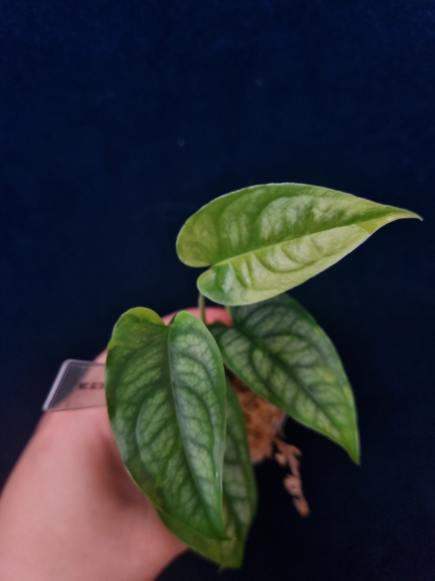 Monstera Siltepecana Variegata