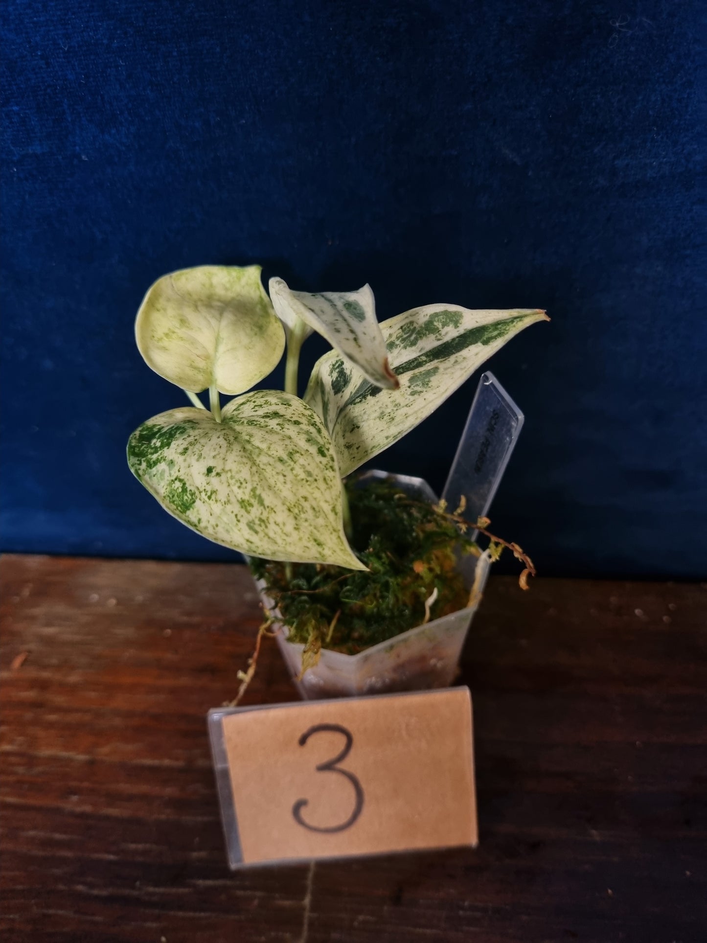 Scindapsus Peasun Small