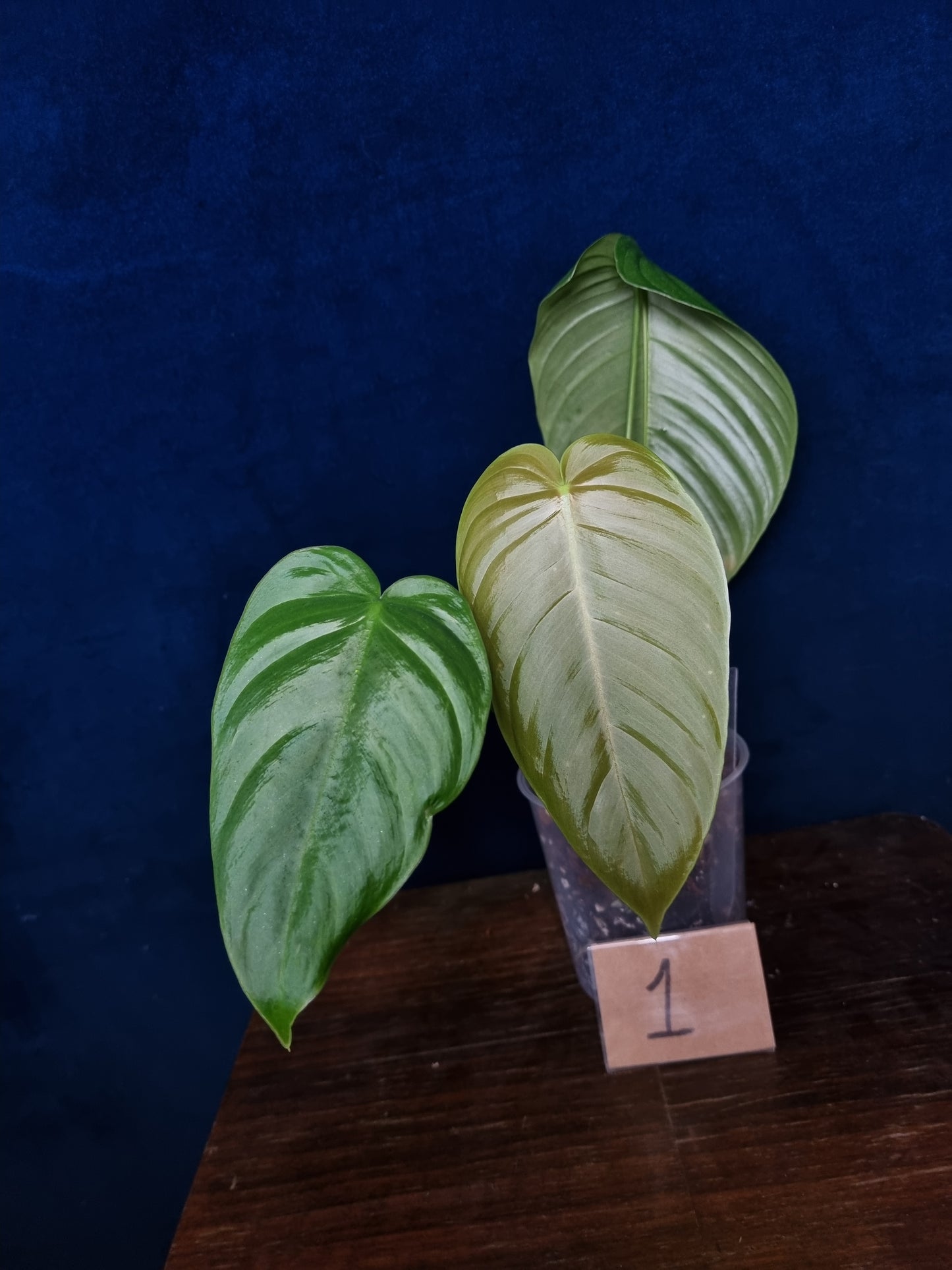 Philodendron Tenue