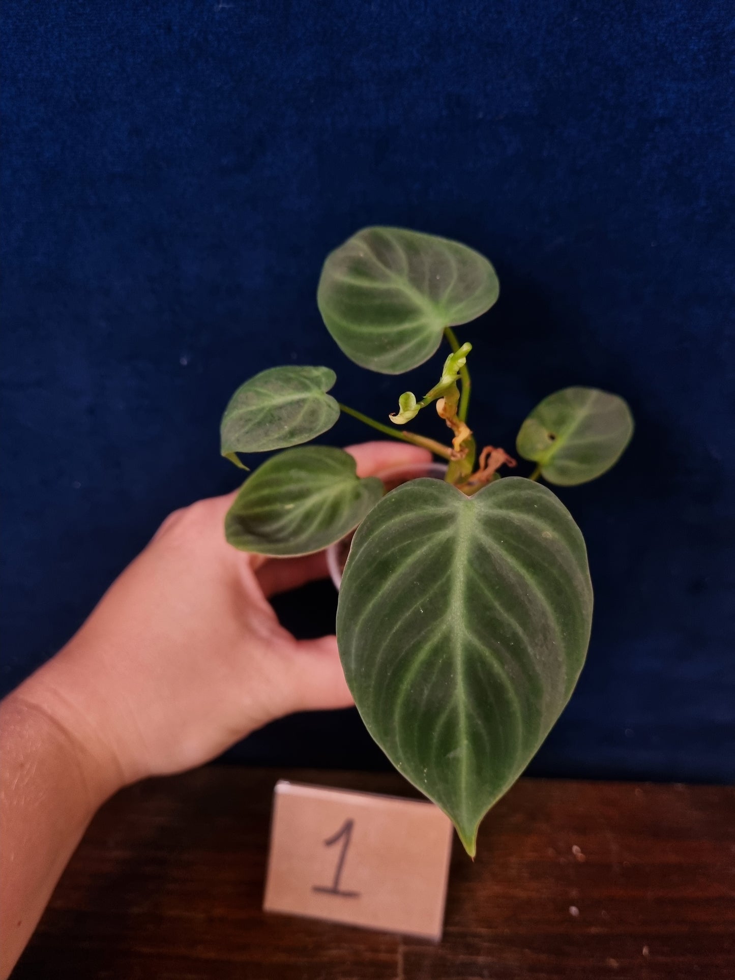 Philodendron El Choco Red