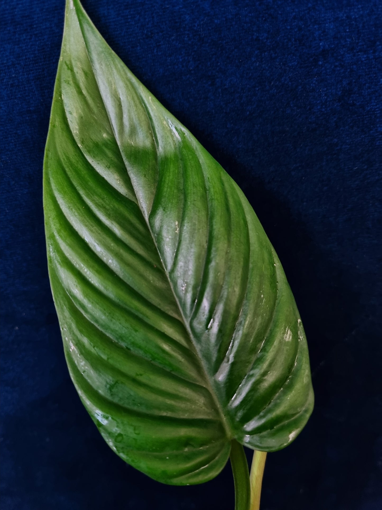Philodendron Ernestii