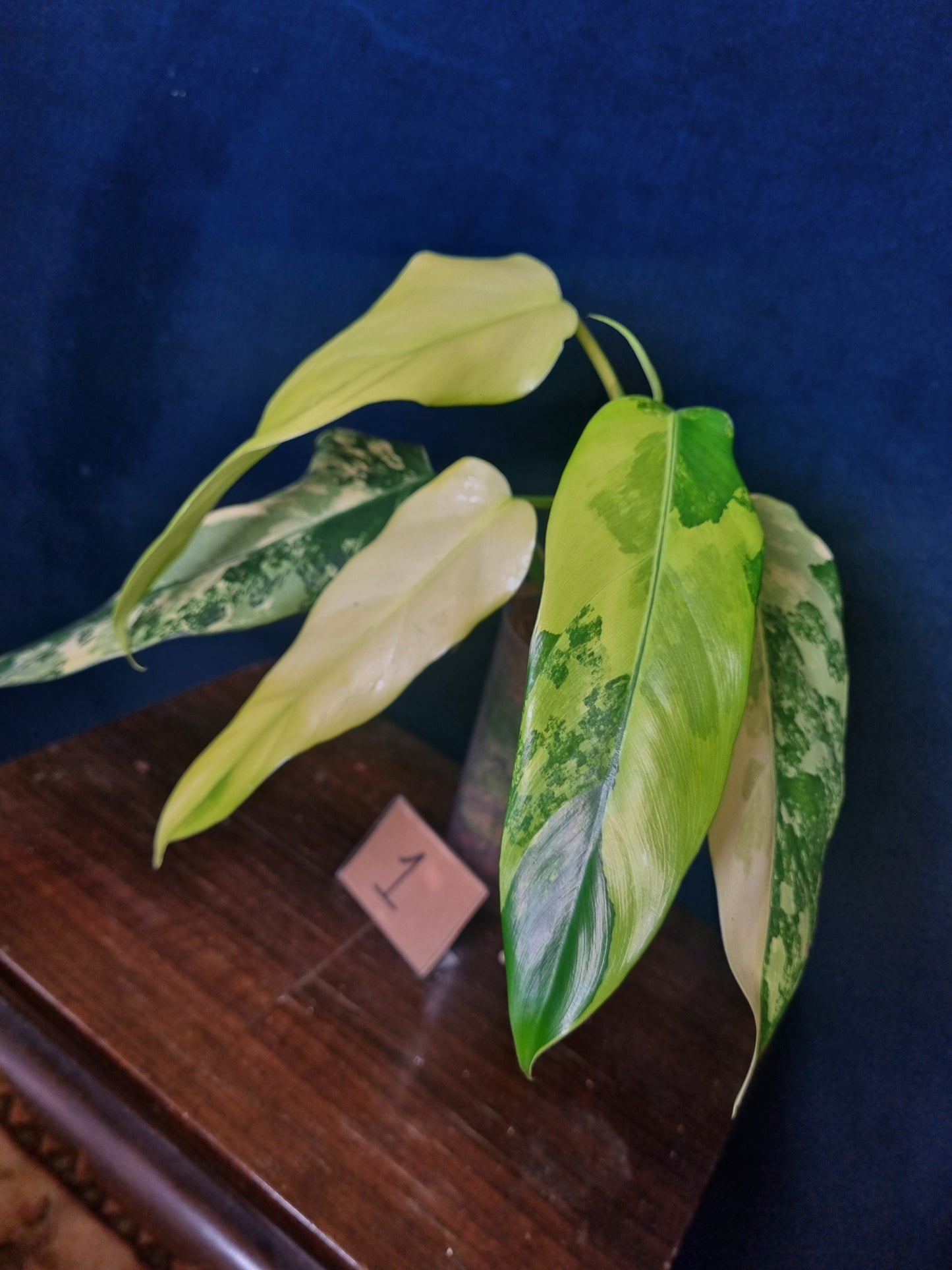Philodendron Domesticum Variegata