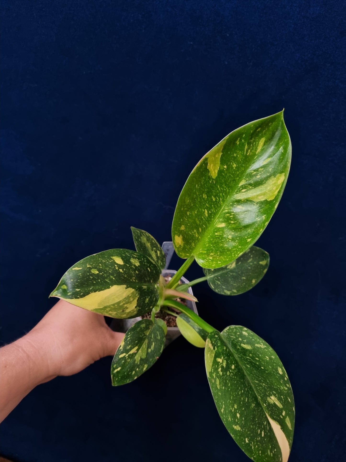 Philodendron Green Congo Variegata