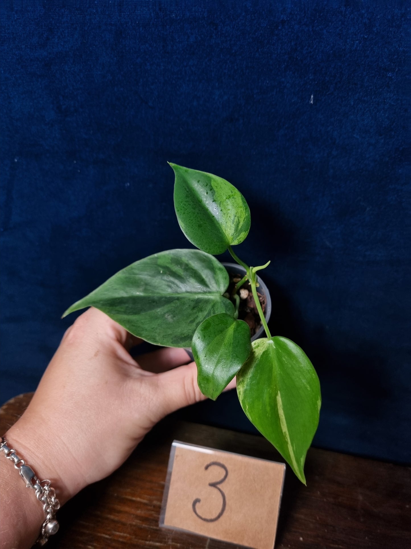 Philodendron Hederaceum Oxycardium Variegata