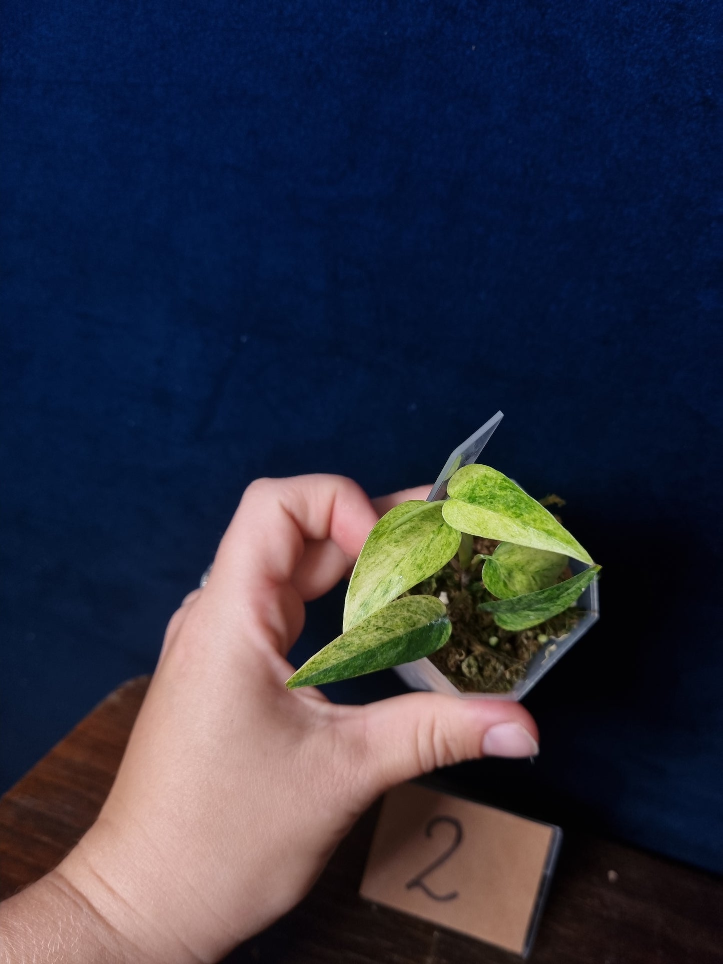 Epipremnum Cebu Blue Mint/Marble Aurea