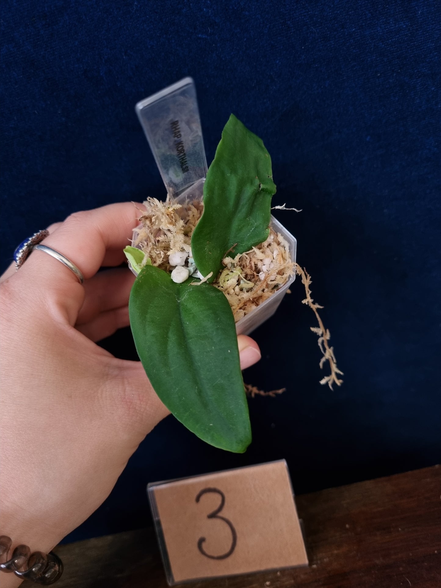Rhaphidophora Korthalsii