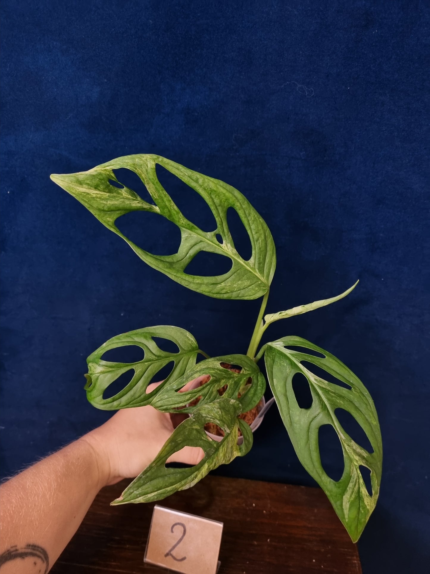 Monstera Adansonii Indonesian Marble