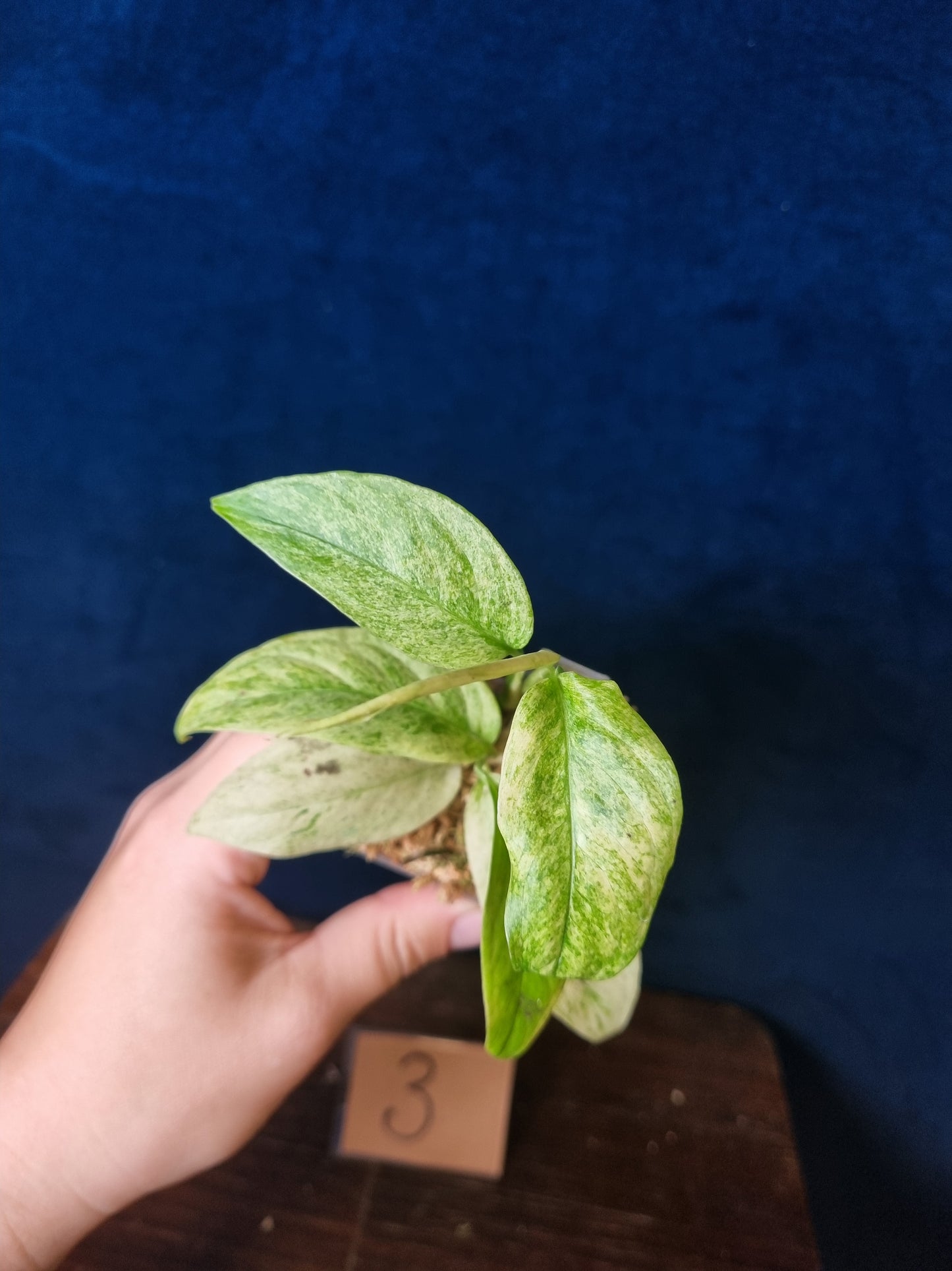 Monstera Laniata Mint