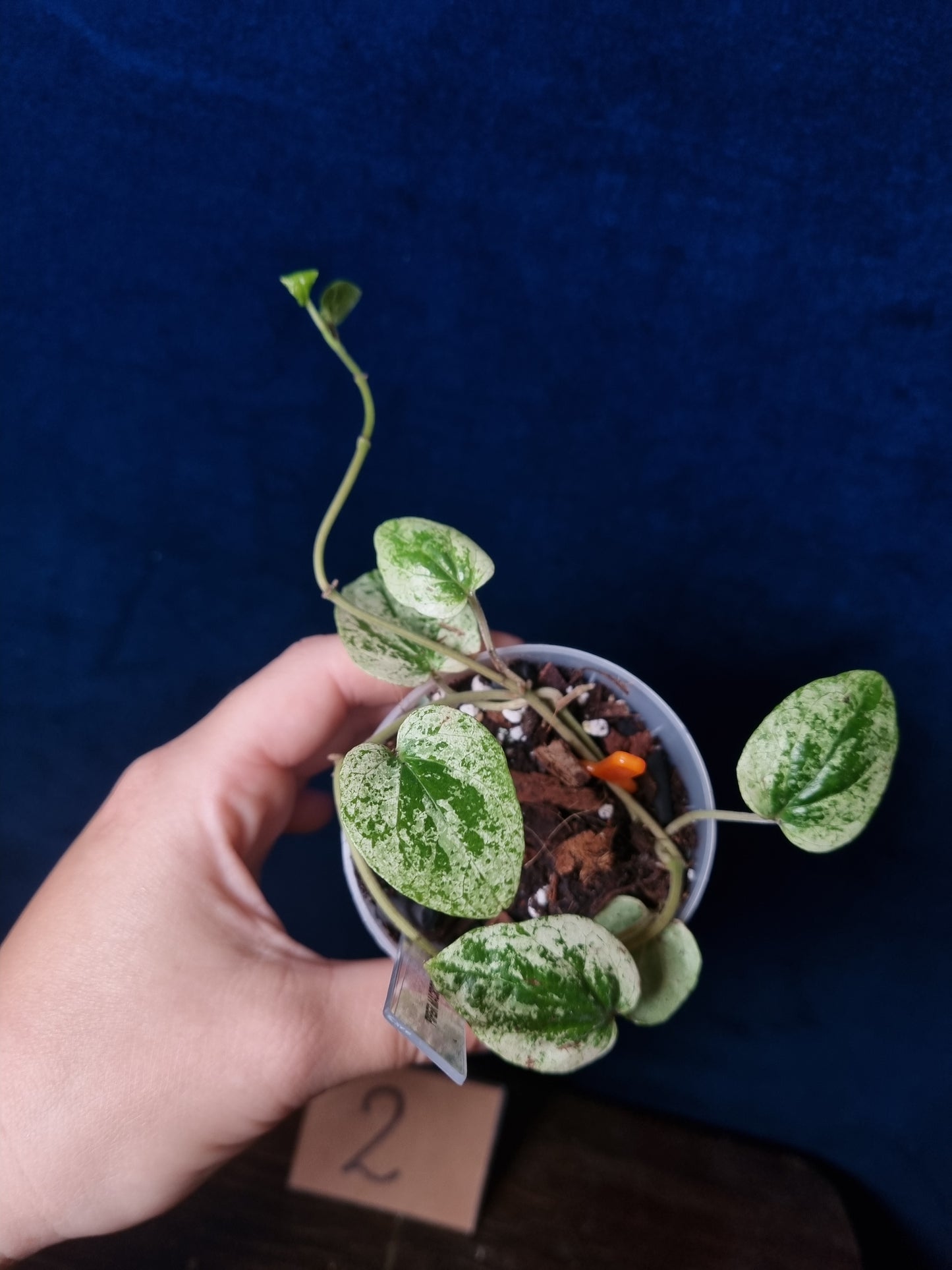 Piper Macropiper Variegata Small
