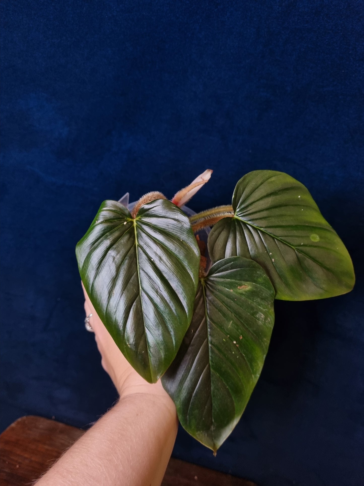 Philodendron Squamicaule Pink