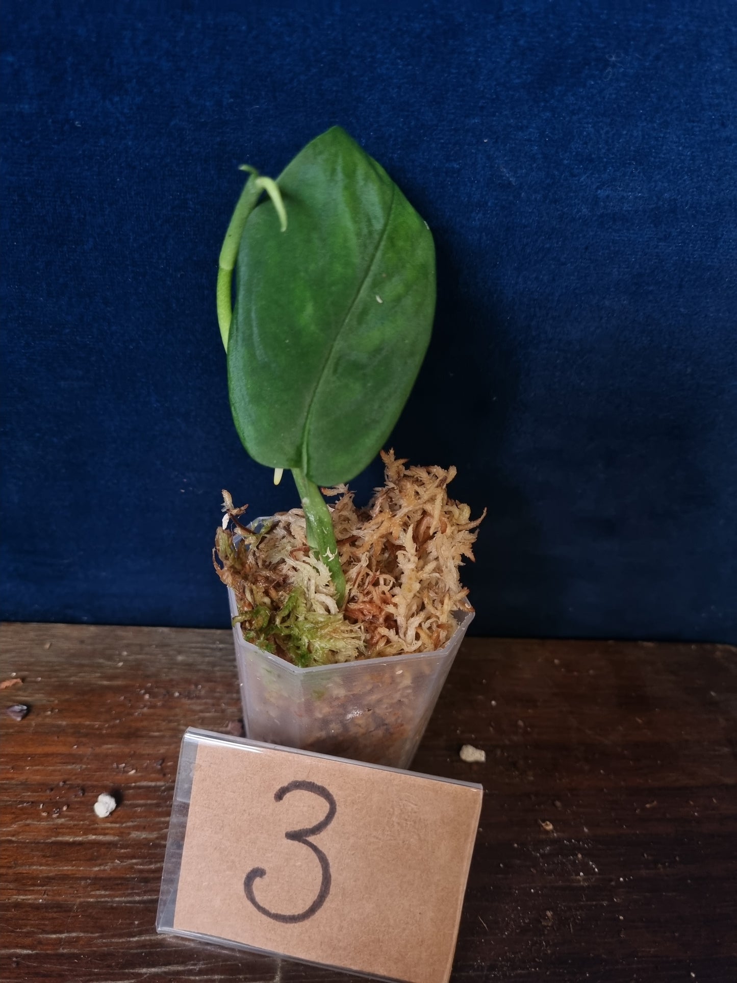 Monstera Velvet NO ID 'theplantaccount'