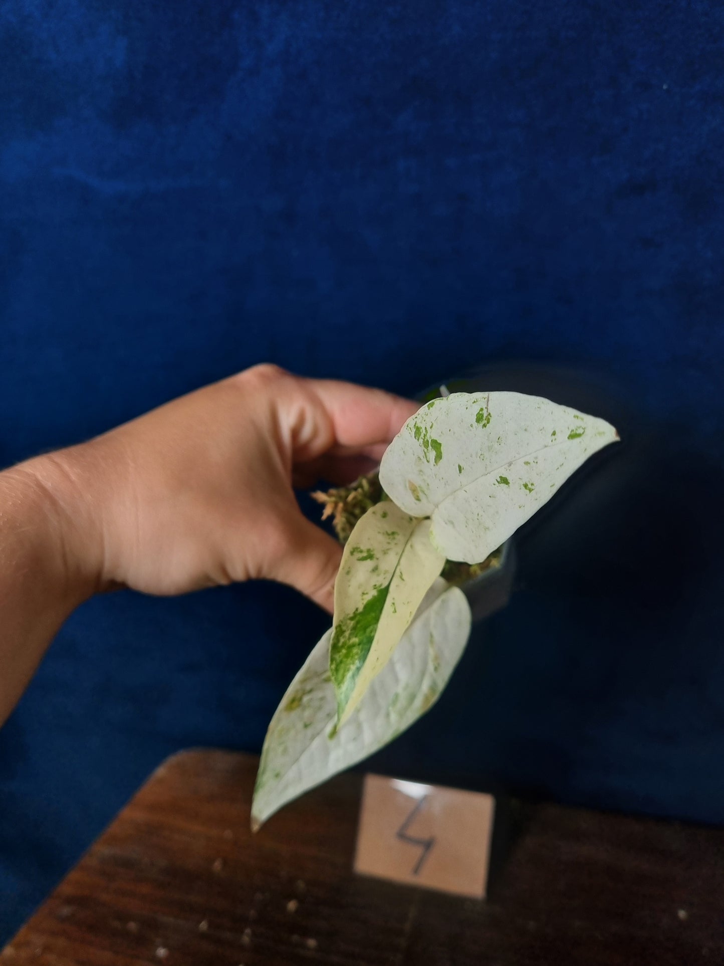 Epipremnum Pinnatum Cebu Blue Variegata