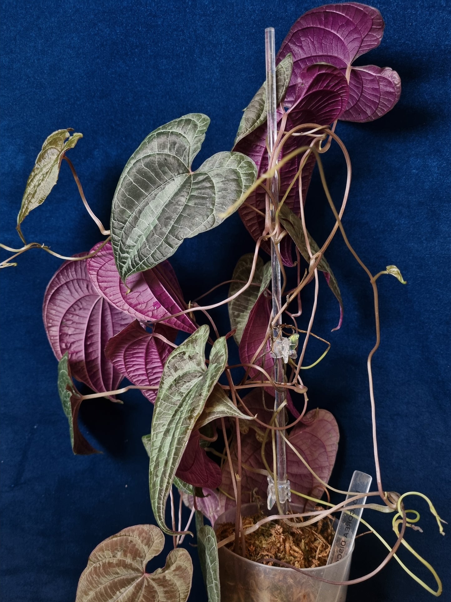 Dioscorea Discolor Big