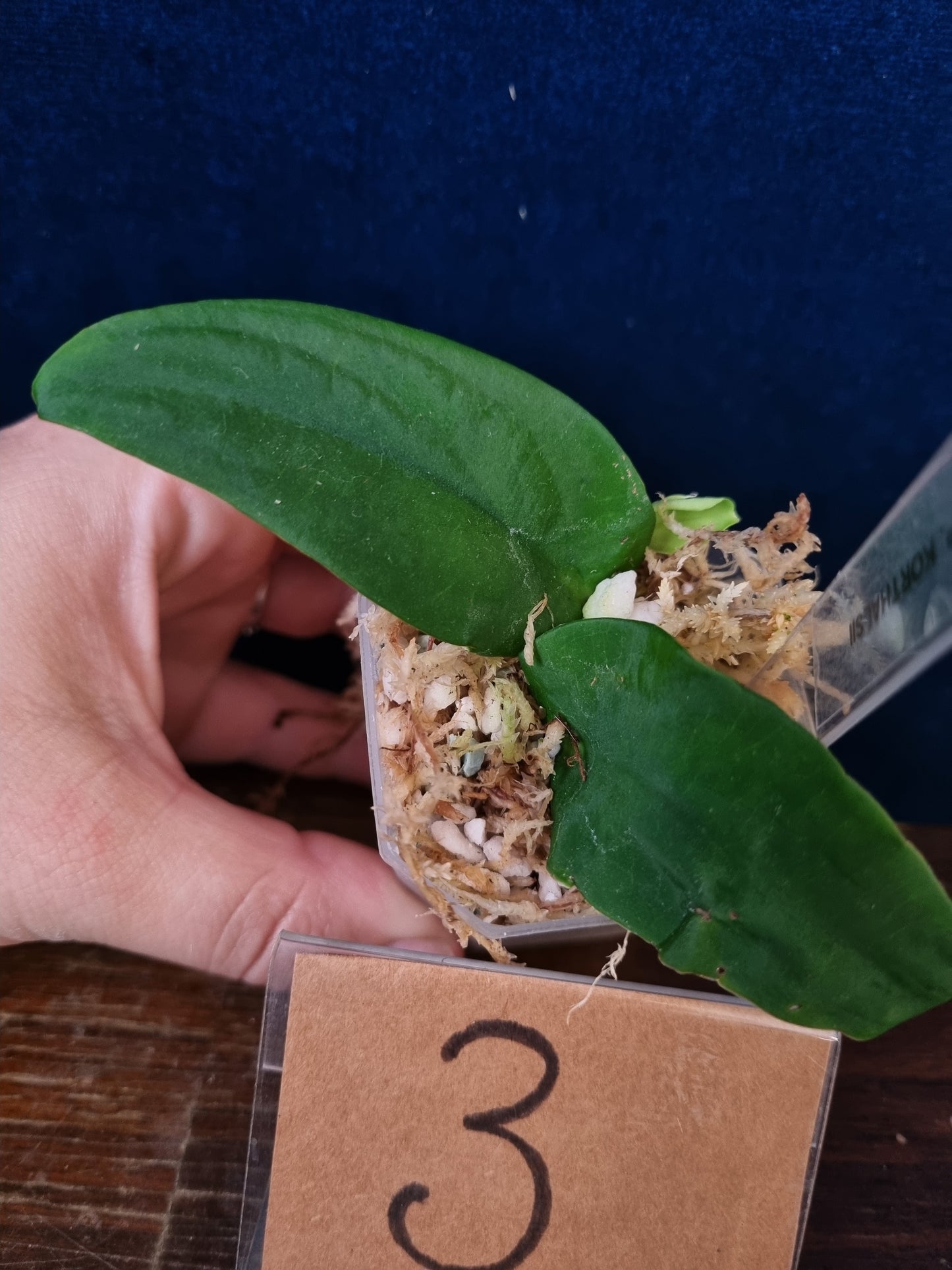 Rhaphidophora Korthalsii