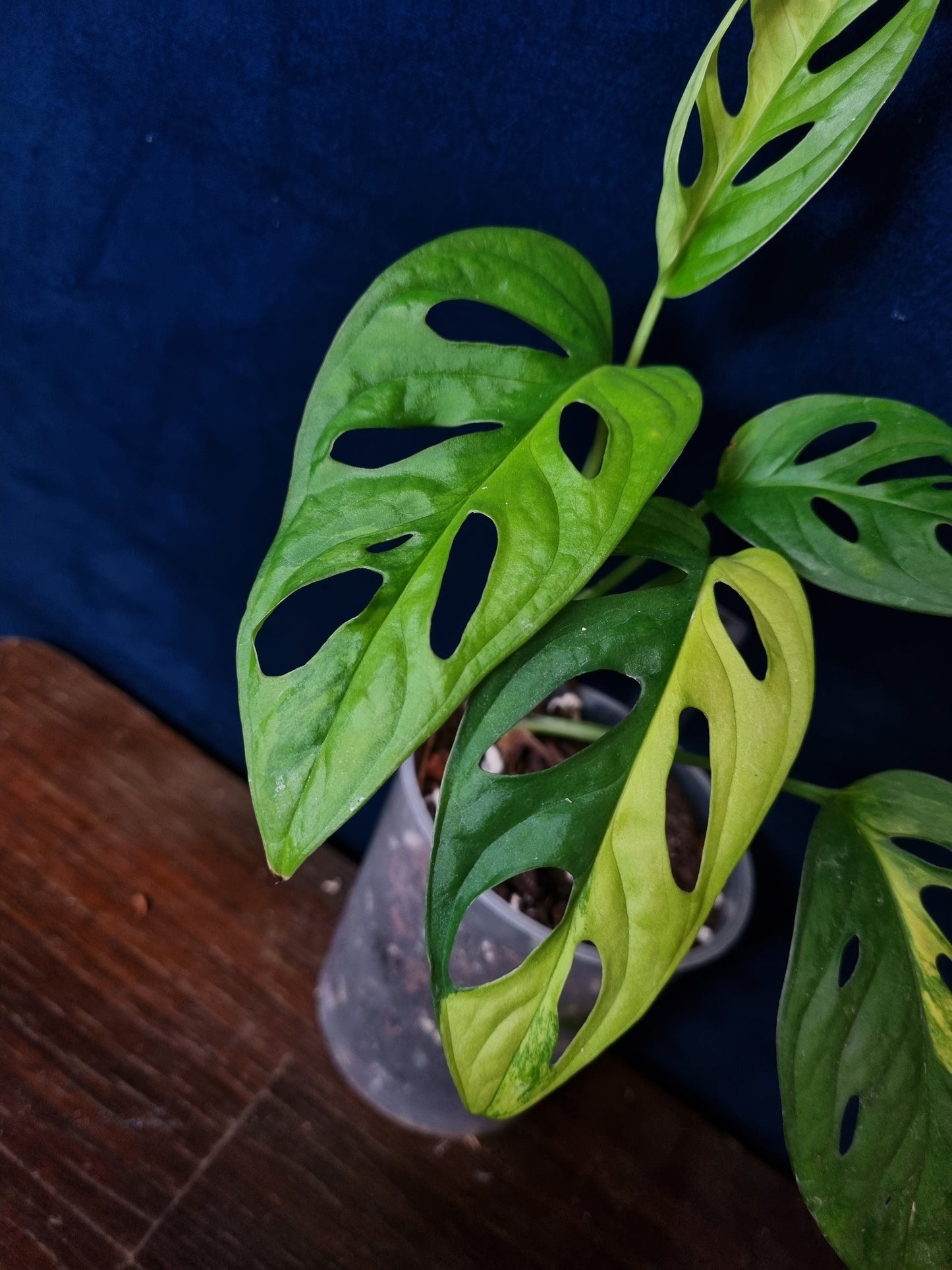 Monstera Adansonii Aurea