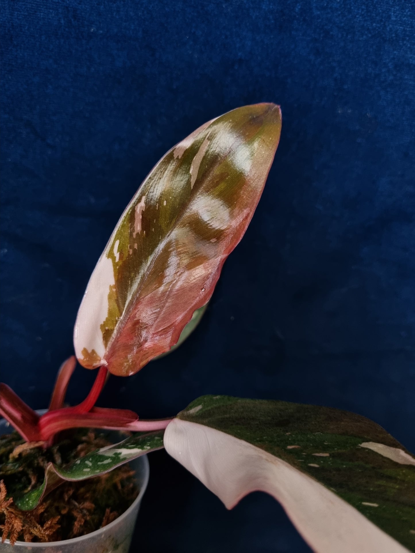 Philodendron Red Anderson