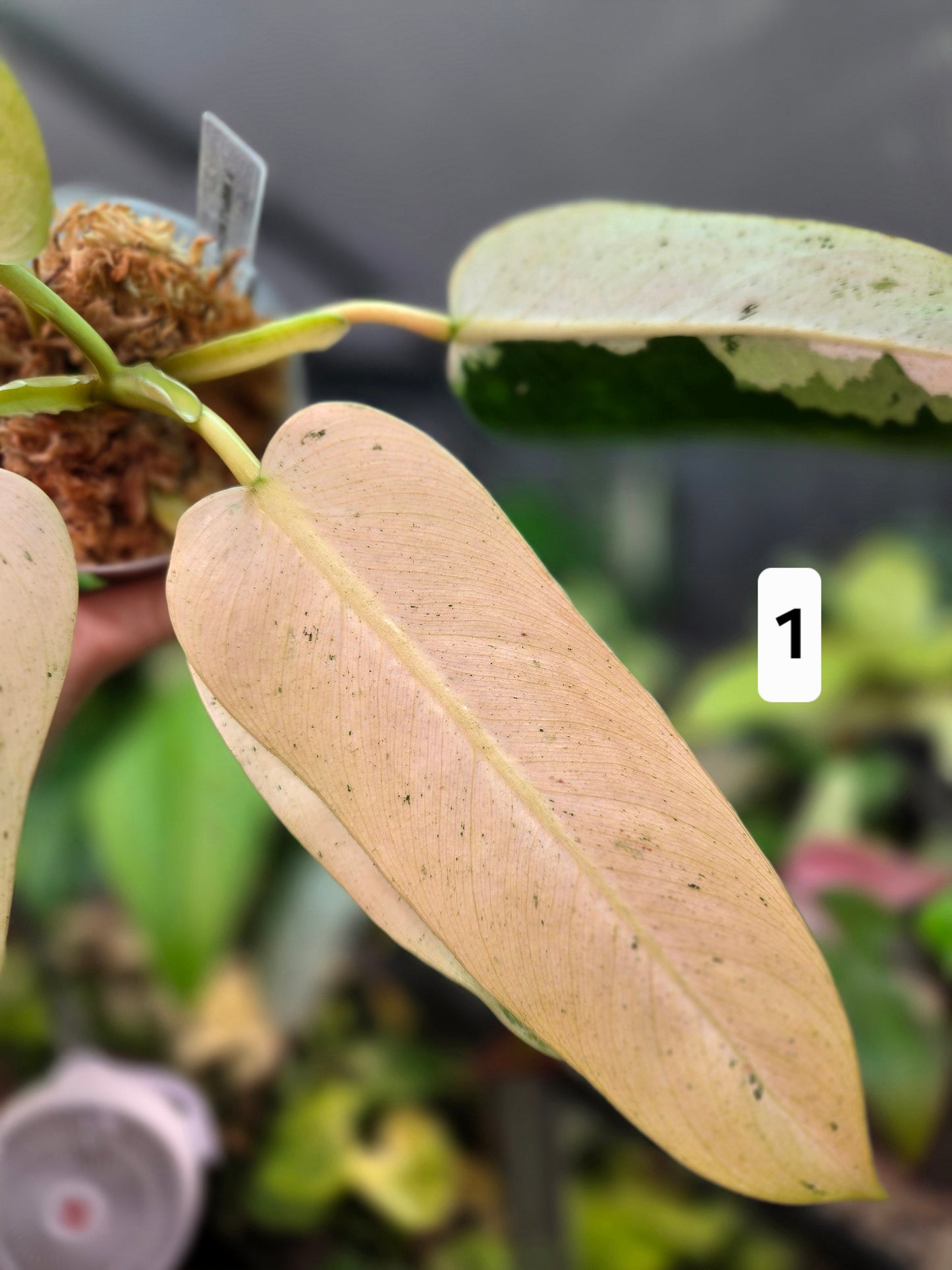 Philodendron Whipple Way Mottled