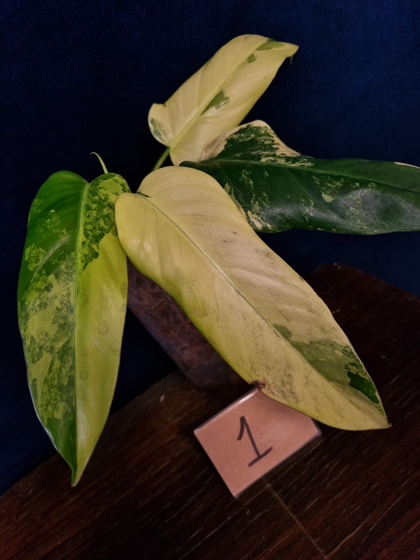Philodendron Domesticum Variegata