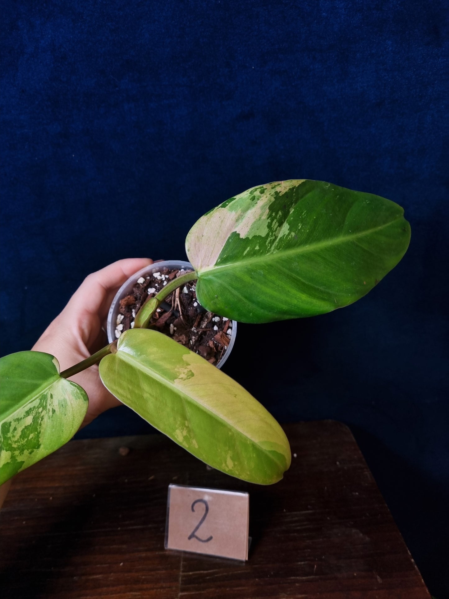 Philodendron Whipple Way Marble/Mint