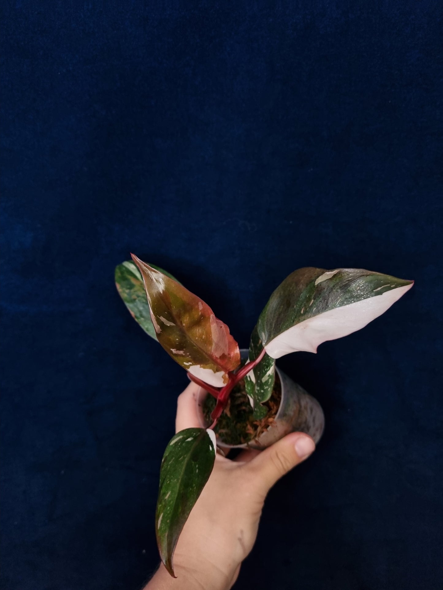 Philodendron Red Anderson