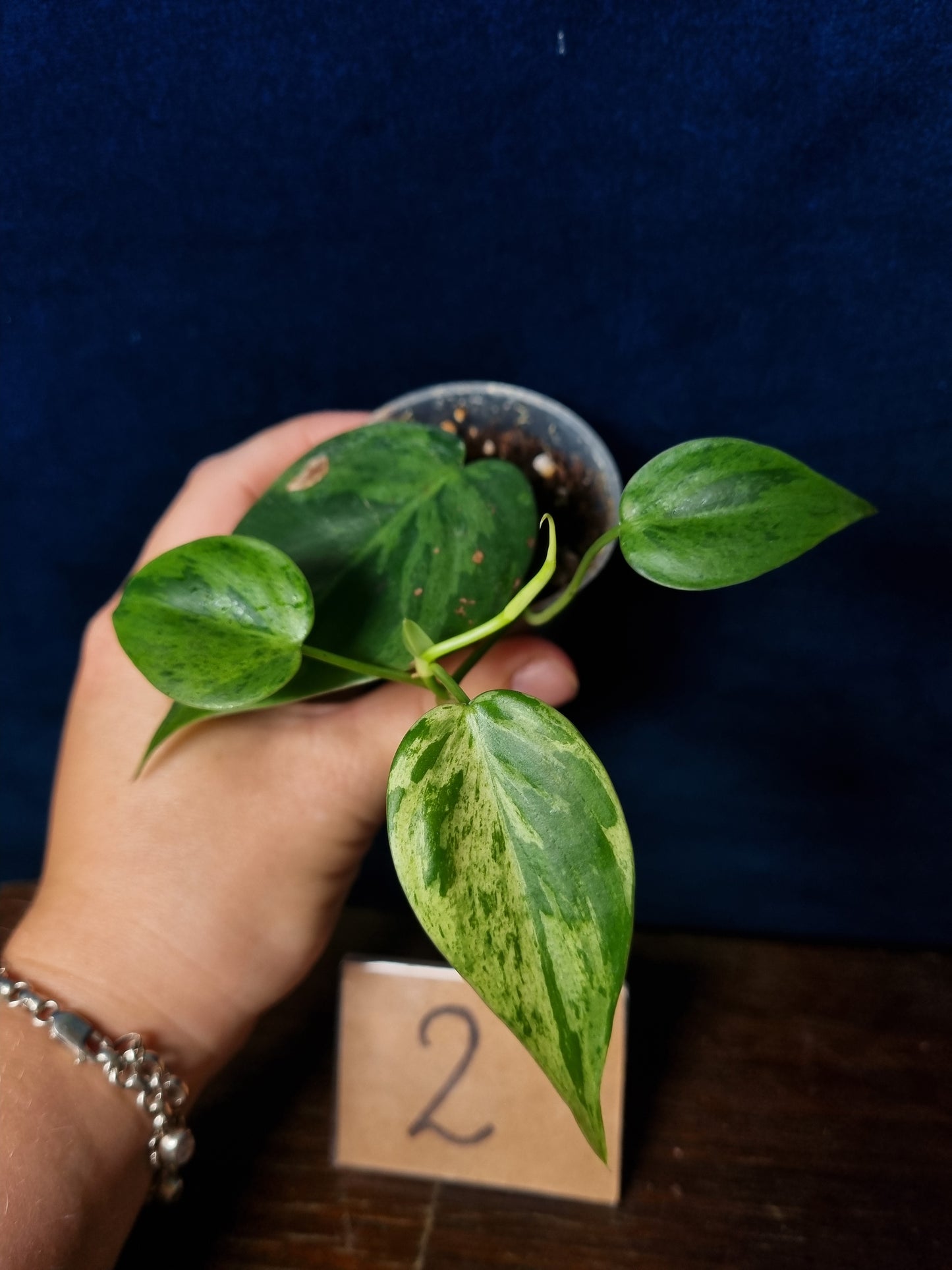 Philodendron Hederaceum Oxycardium Variegata