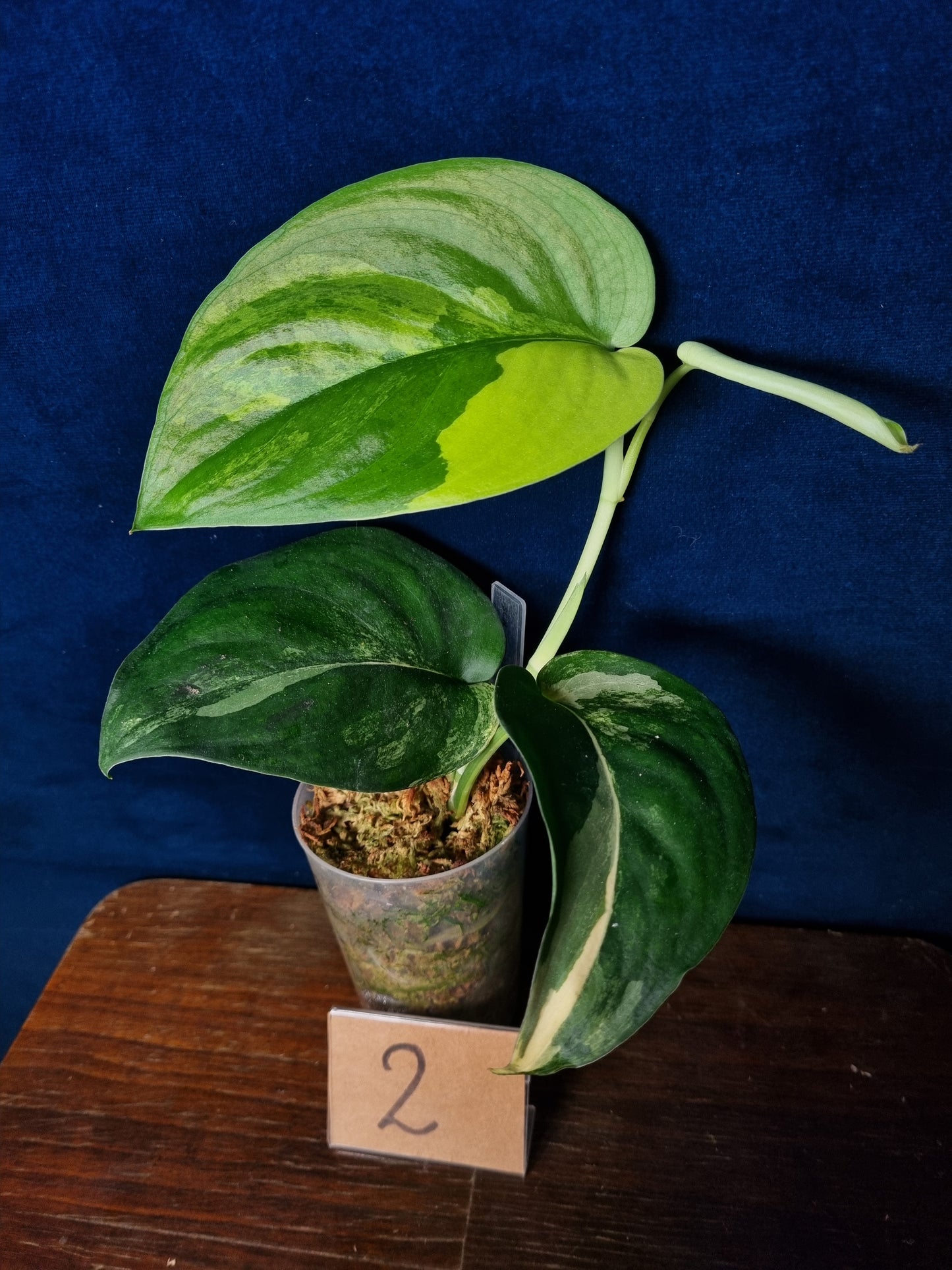 Scindapsus Jade Satin Aurea