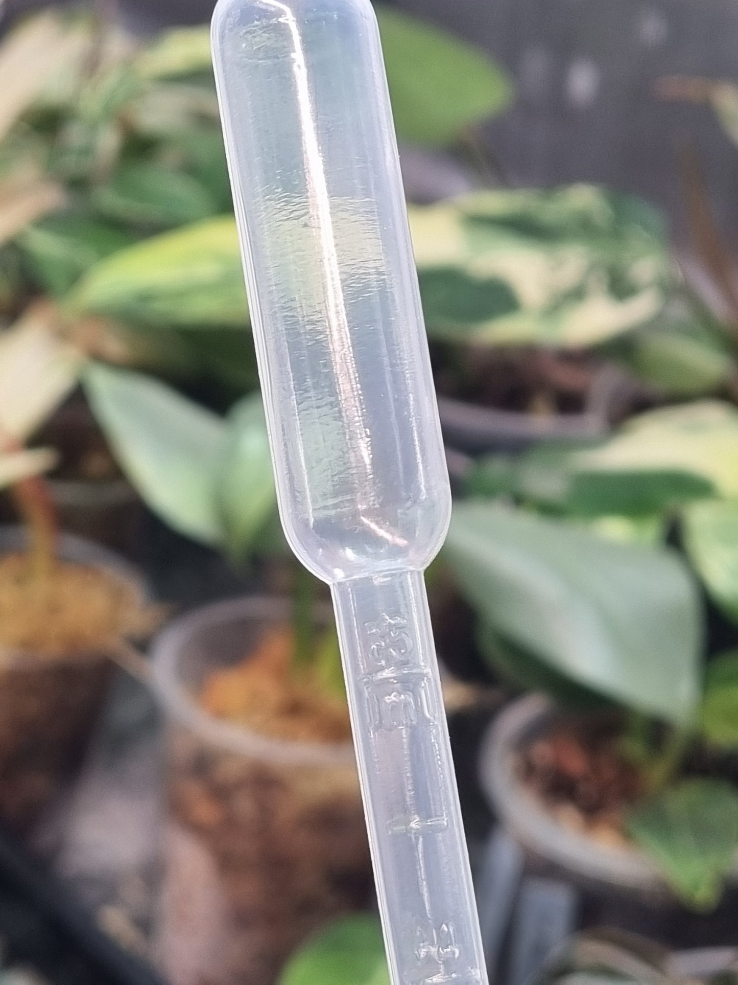 Plastic Pipet 5ML