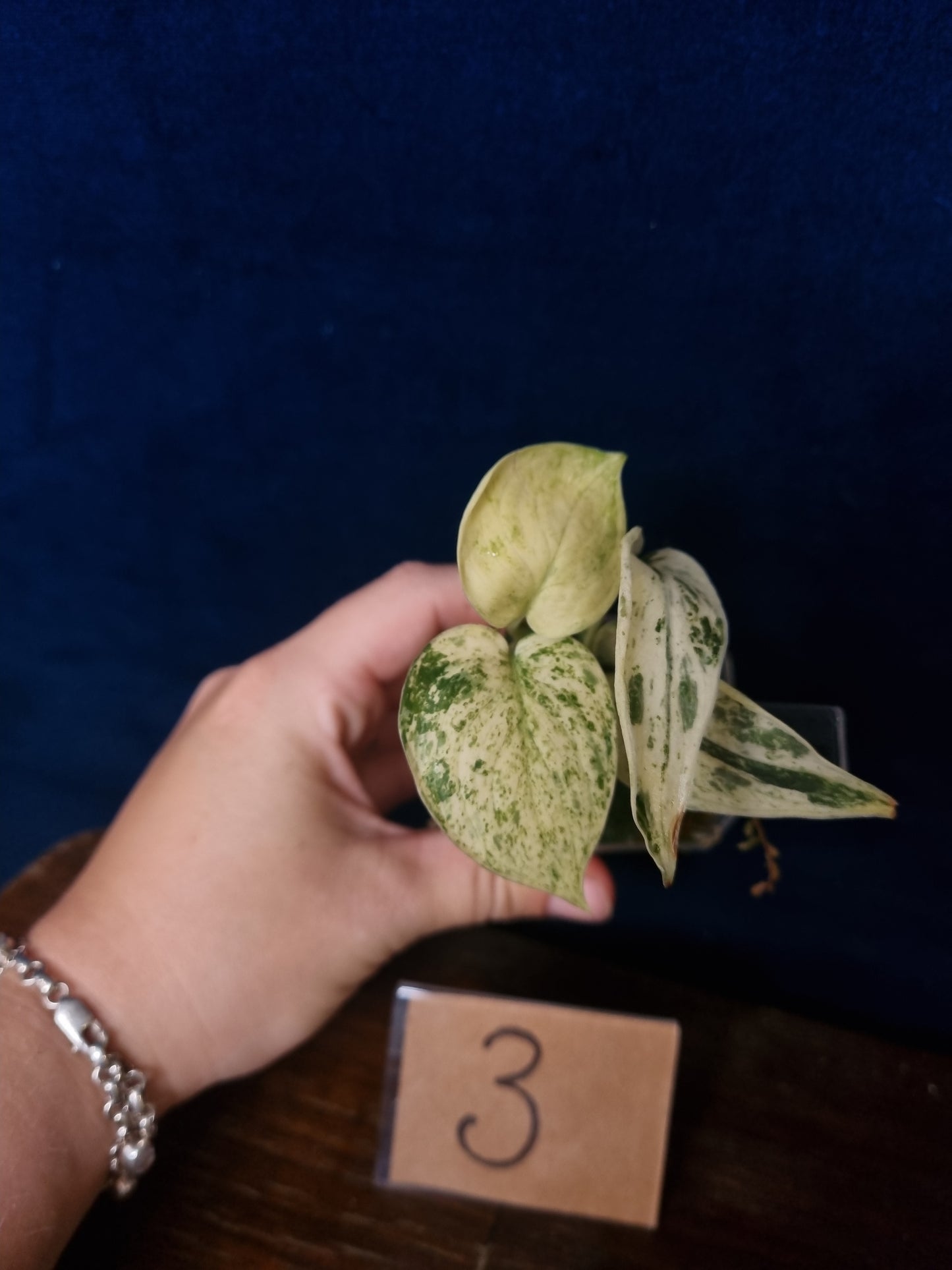Scindapsus Peasun Small