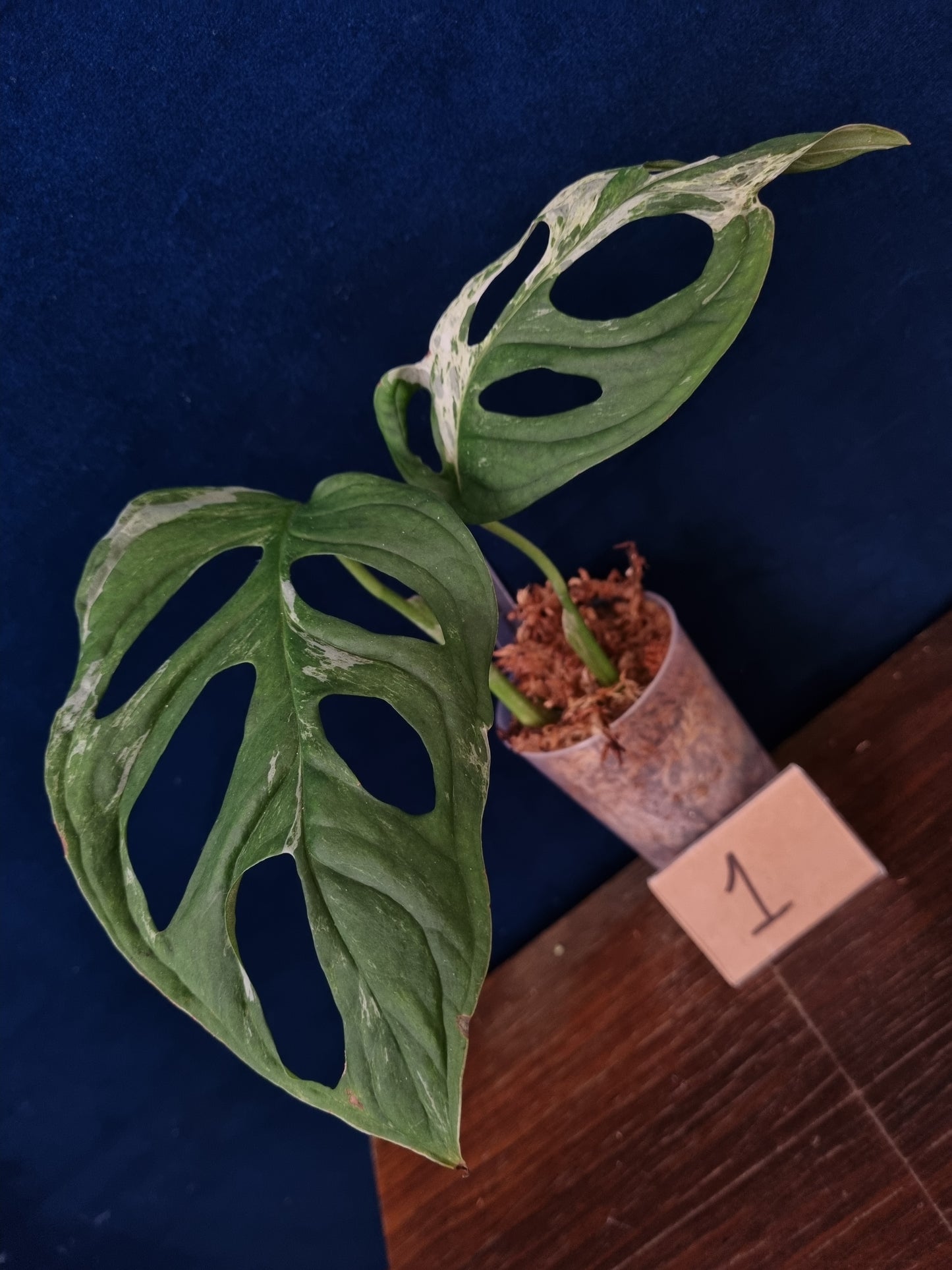 Monstera Adansonii Indonesian Marble