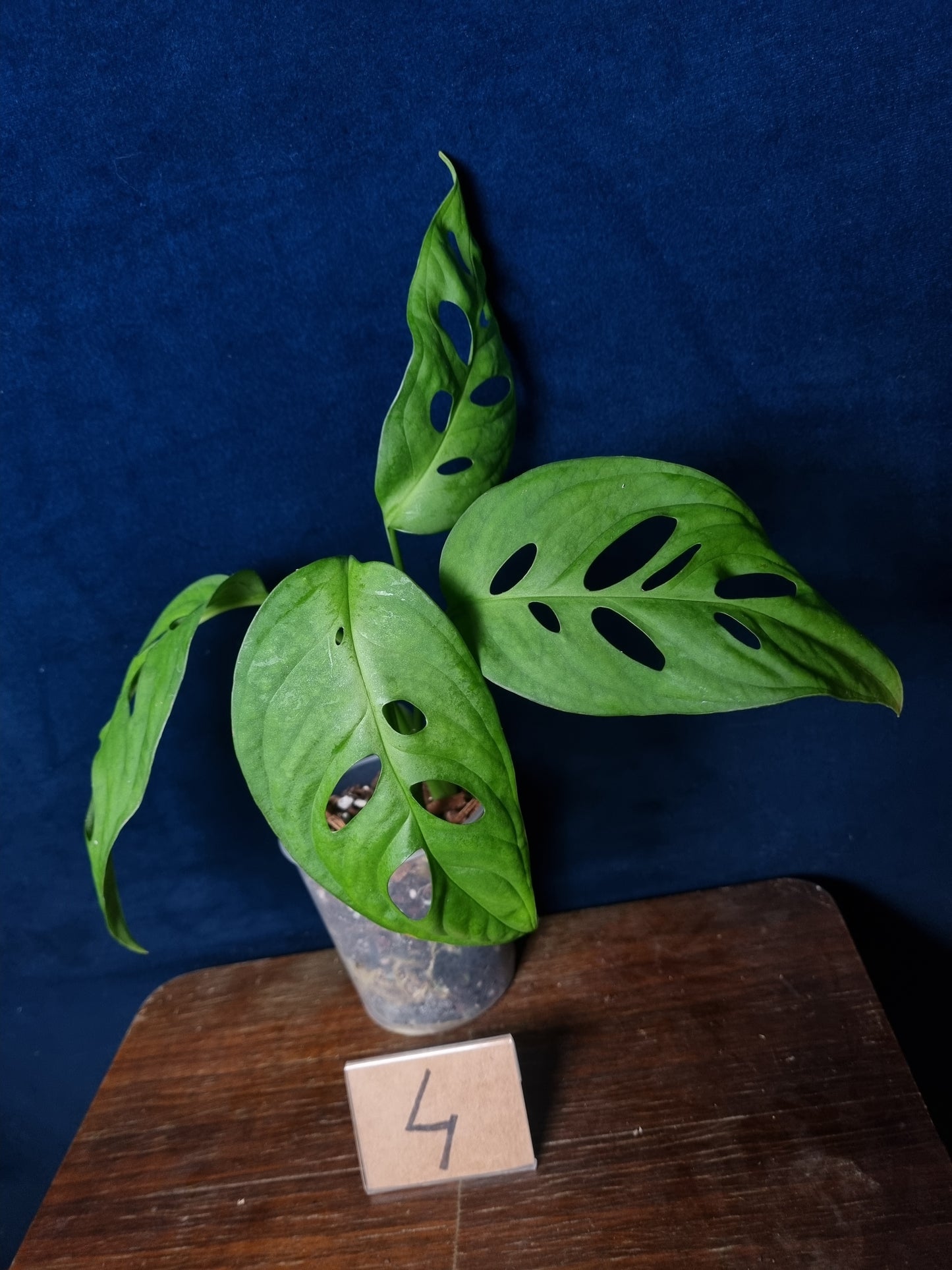 Monstera Esqueleto