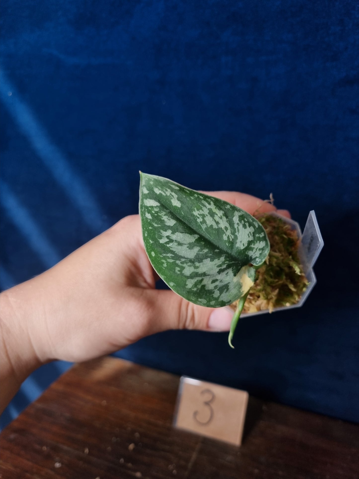 Scindapsus Mayari