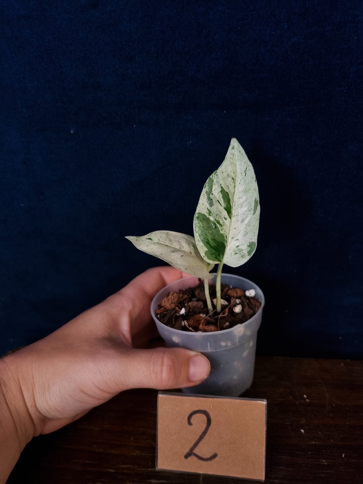 Epipremnum Pinnatum Marble