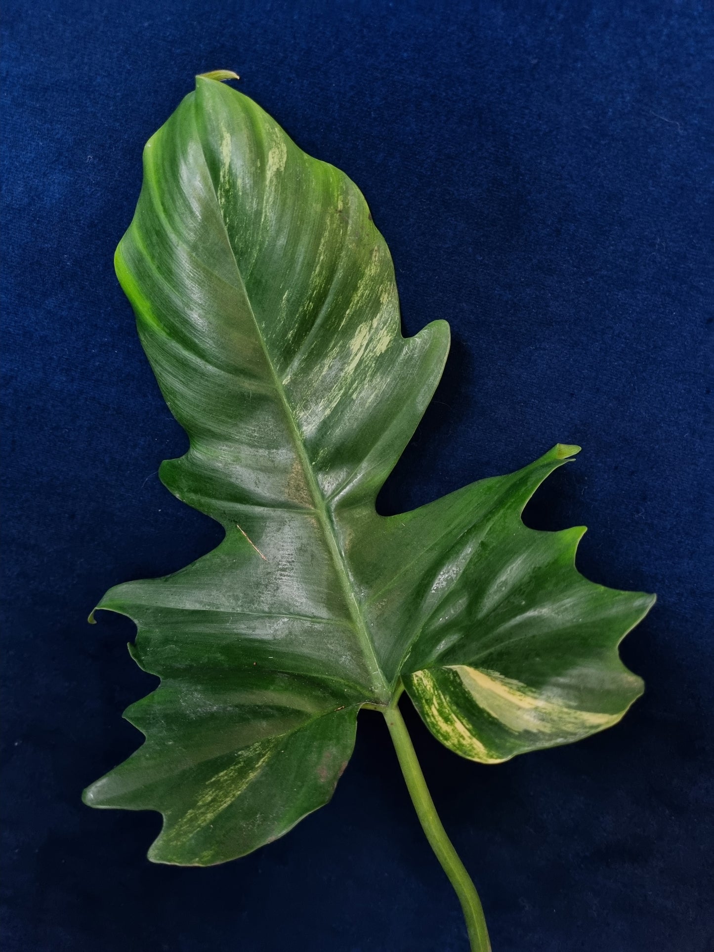 Philodendron Florida Beauty x Mayoi