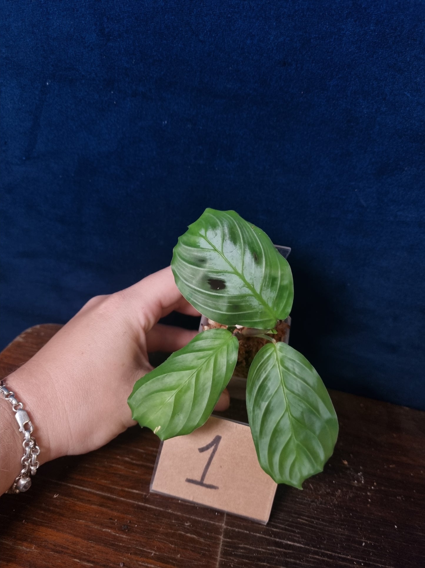 Maranta Massangeana Black