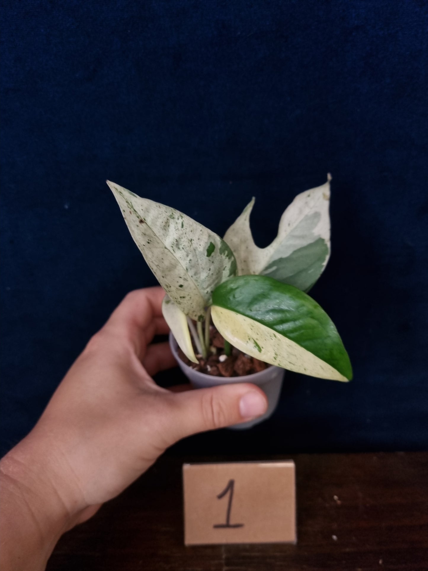 Epipremnum Pinnatum Marble