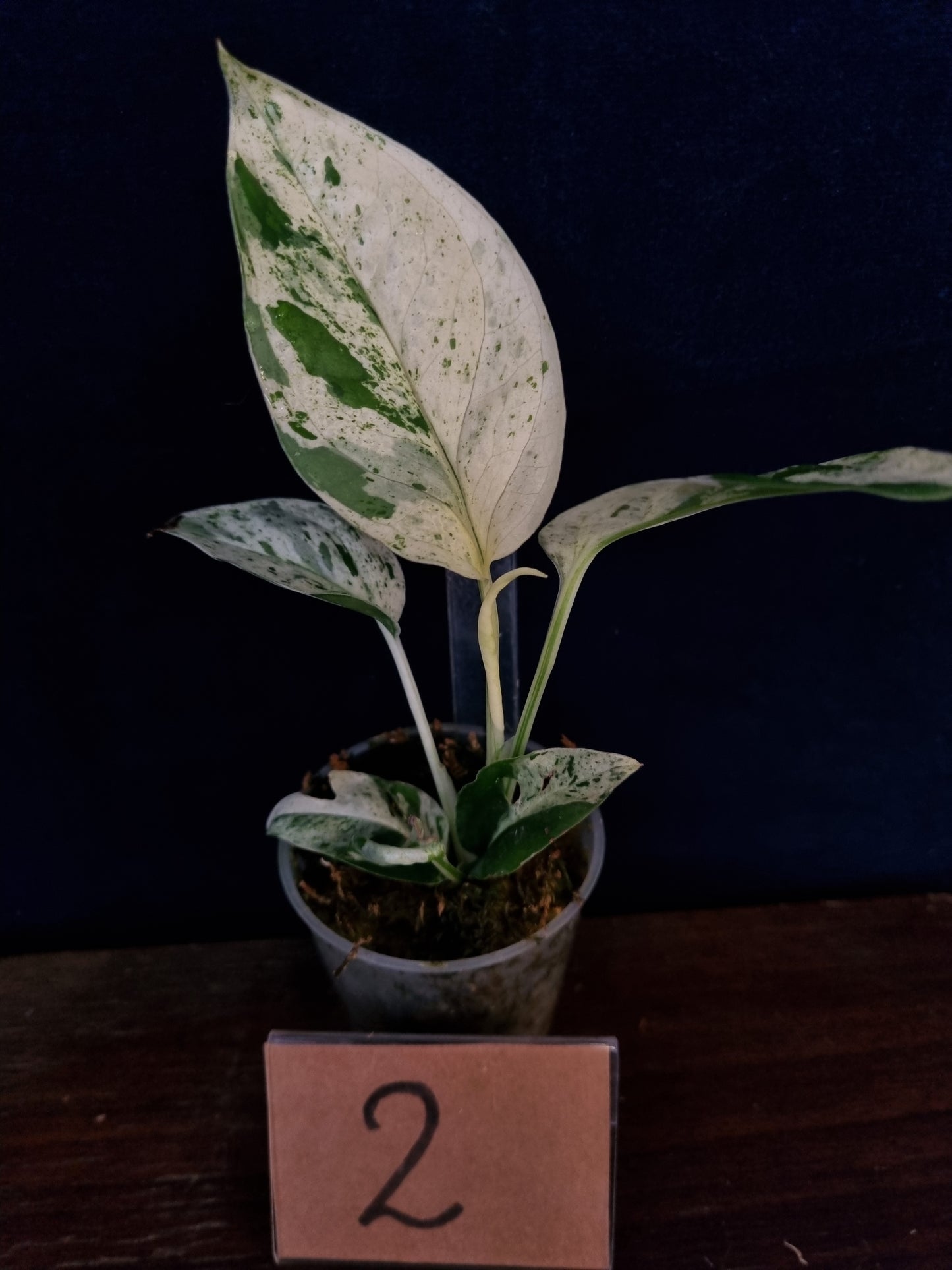 Epipremnum Pinnatum Marble