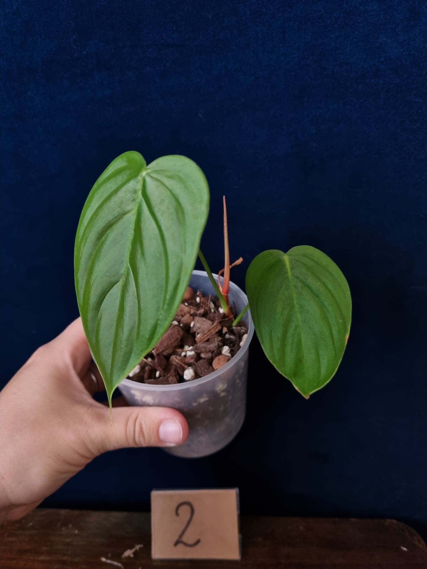 Philodendron Tenue
