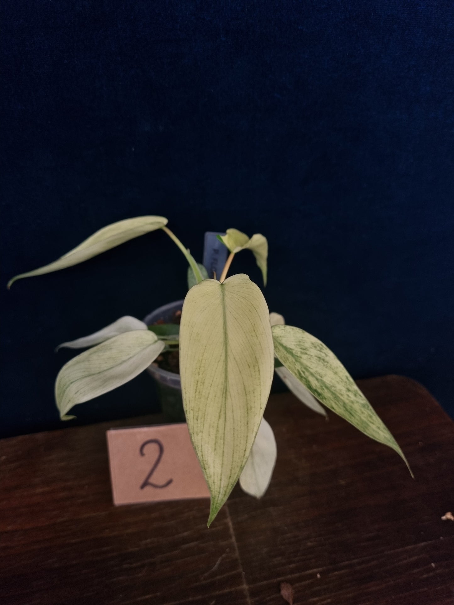 Philodendron Florida Ghost