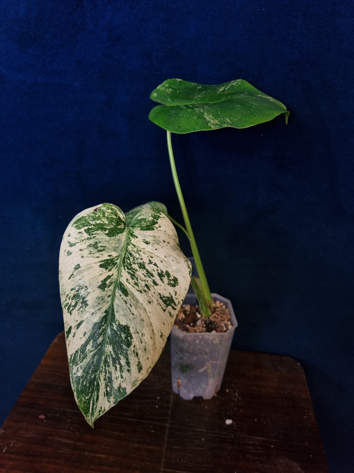 Monstera Mint
