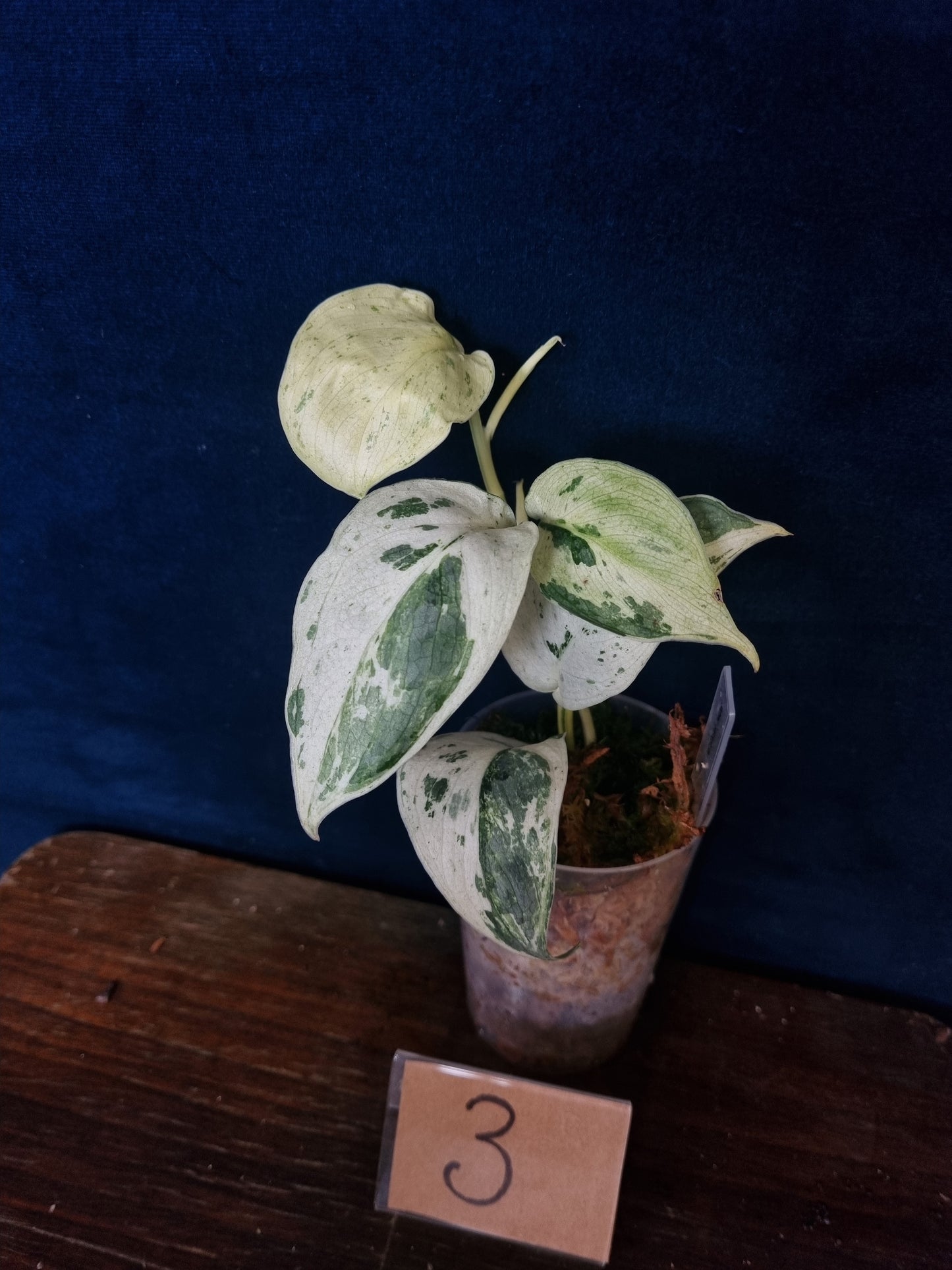 Scindapsus Peasun Medium