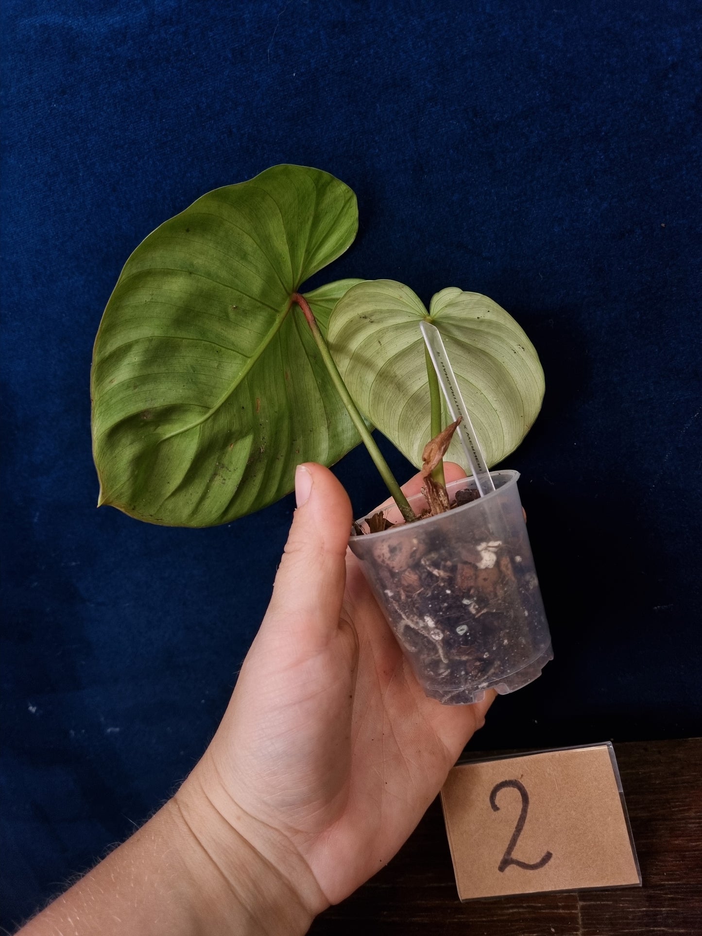 Philodendron Nangaritense x Wernerii