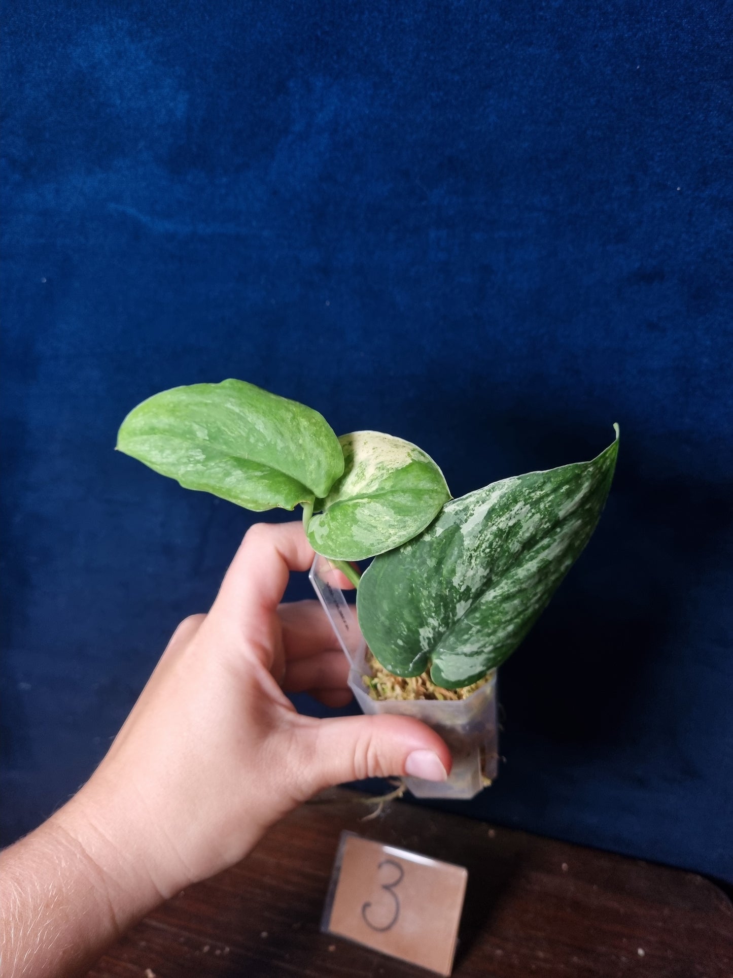 Scindapsus Halimoon