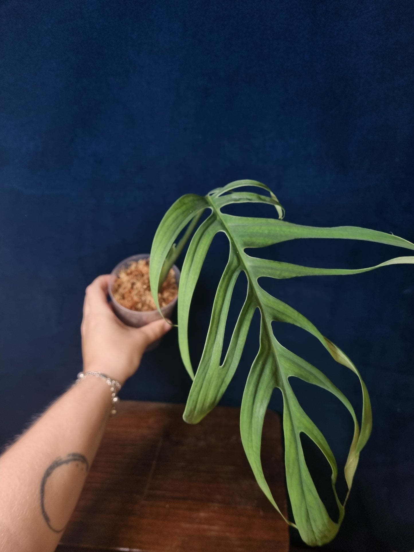 Monstera Croatii