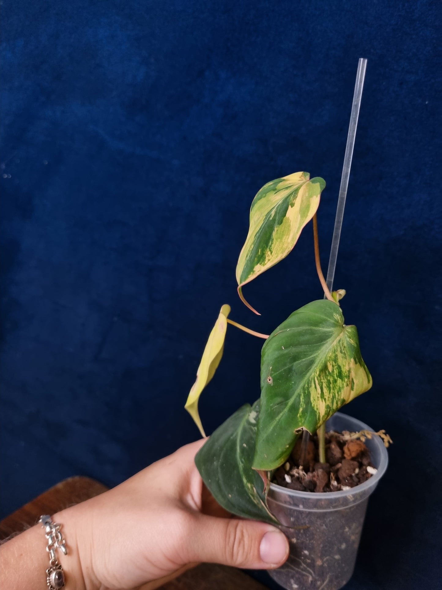 Philodendron Micans Variegata