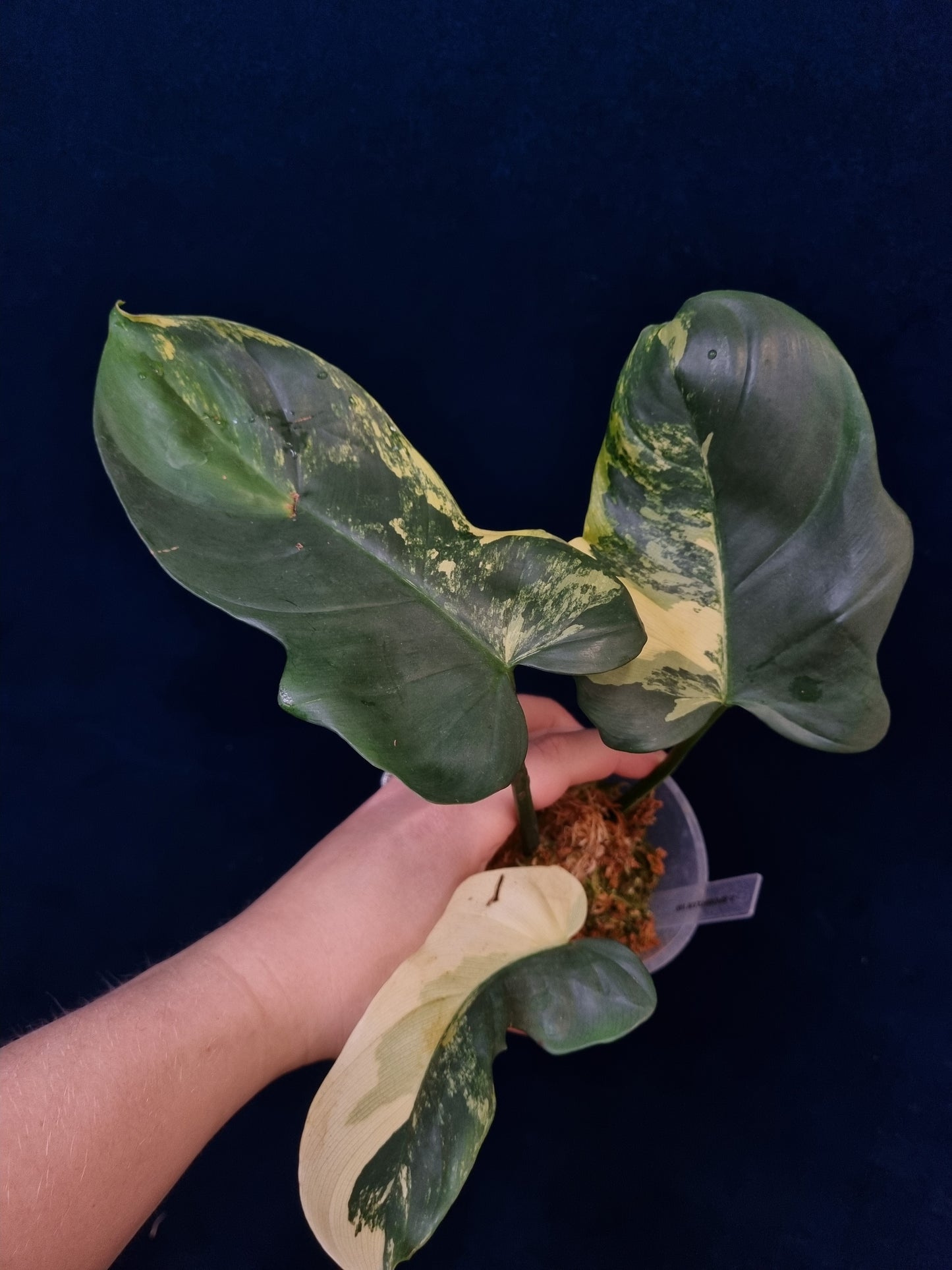 Philodendron Bipennifolium Variegata