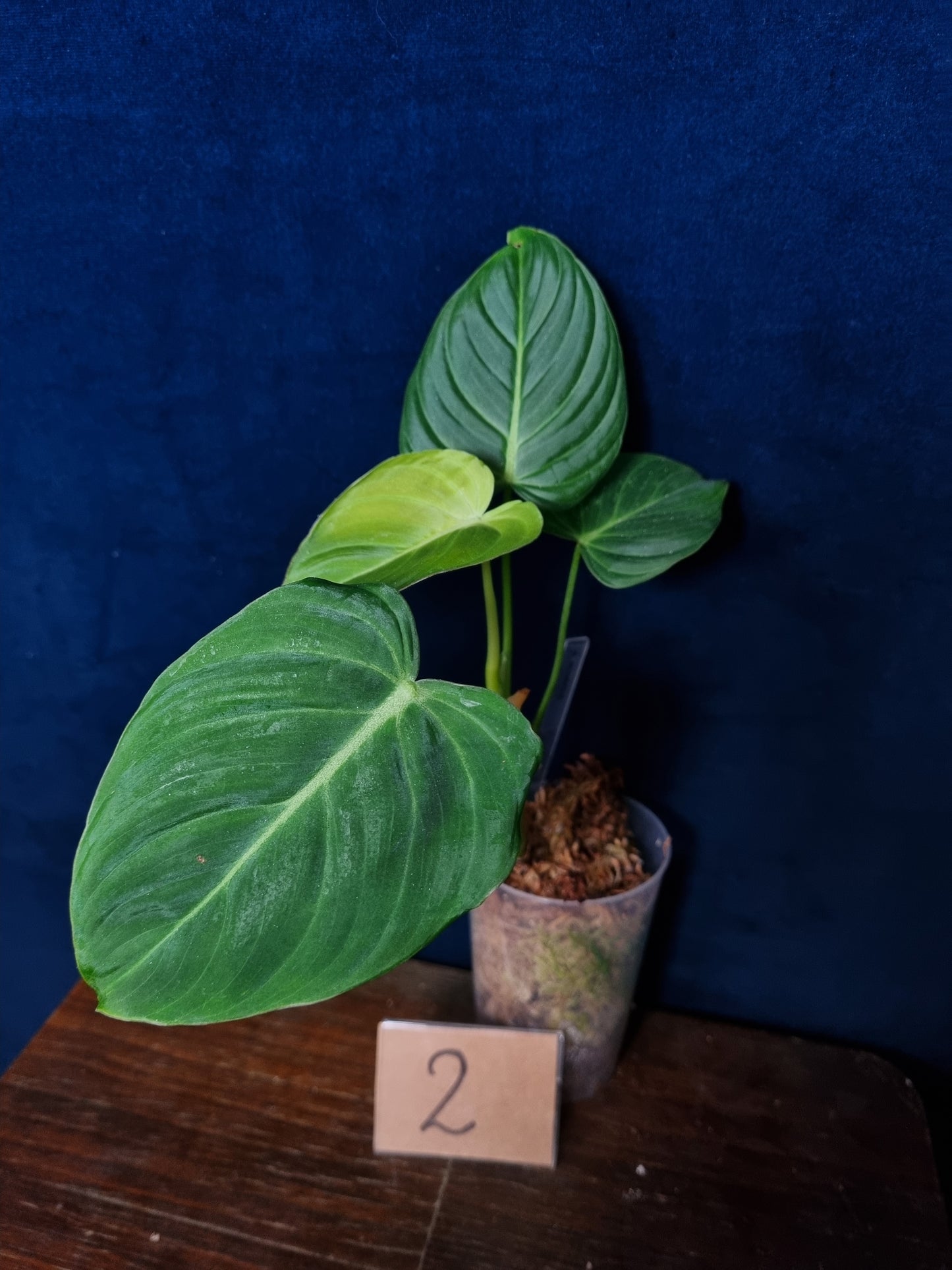 Philodendron Glorious