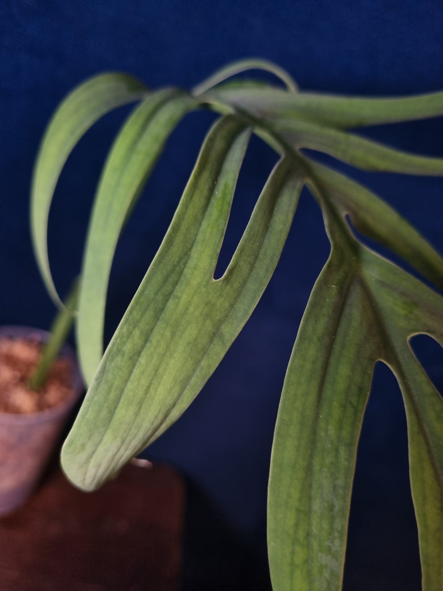 Monstera Croatii