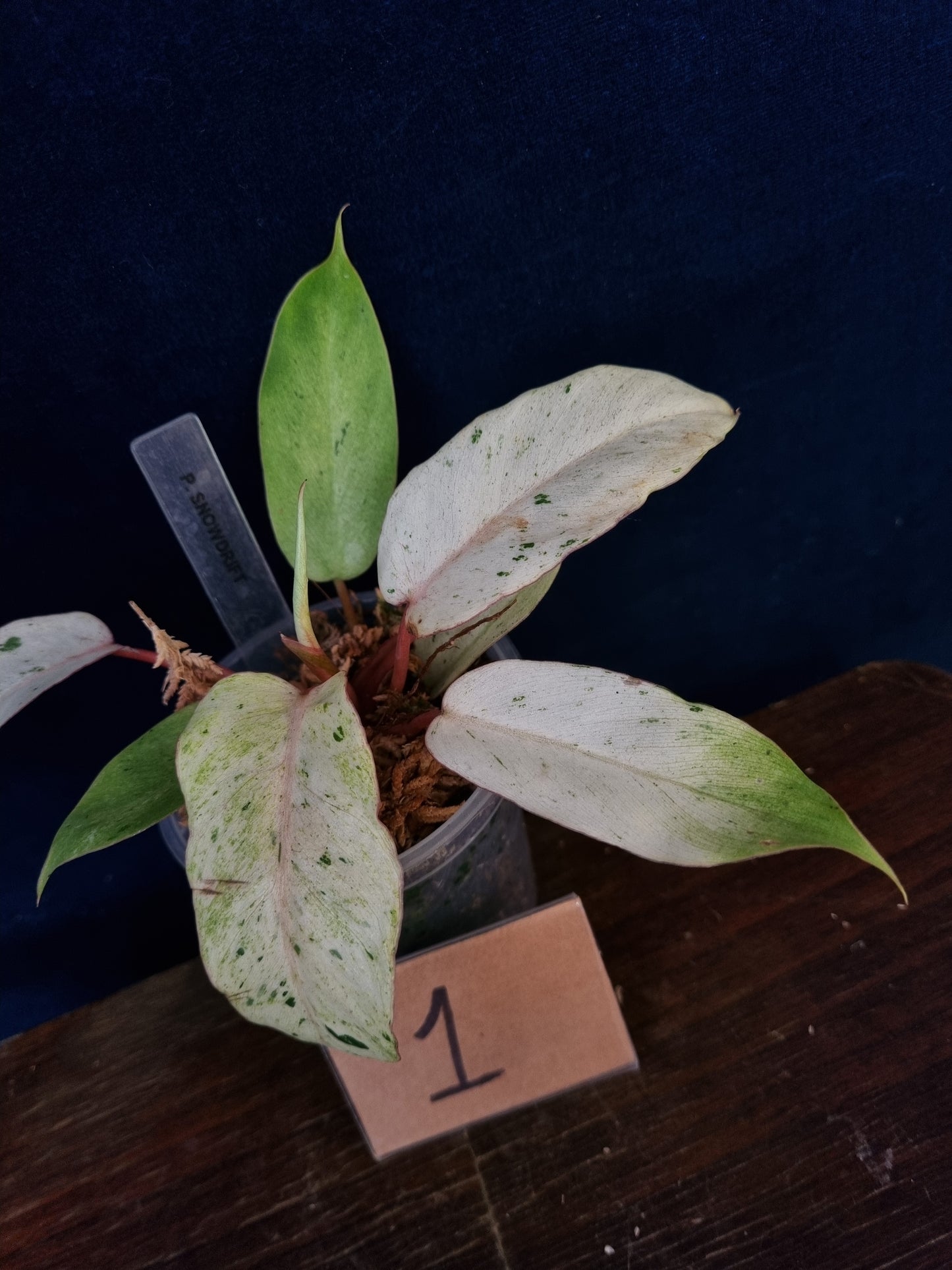Philodendron Snowdrift