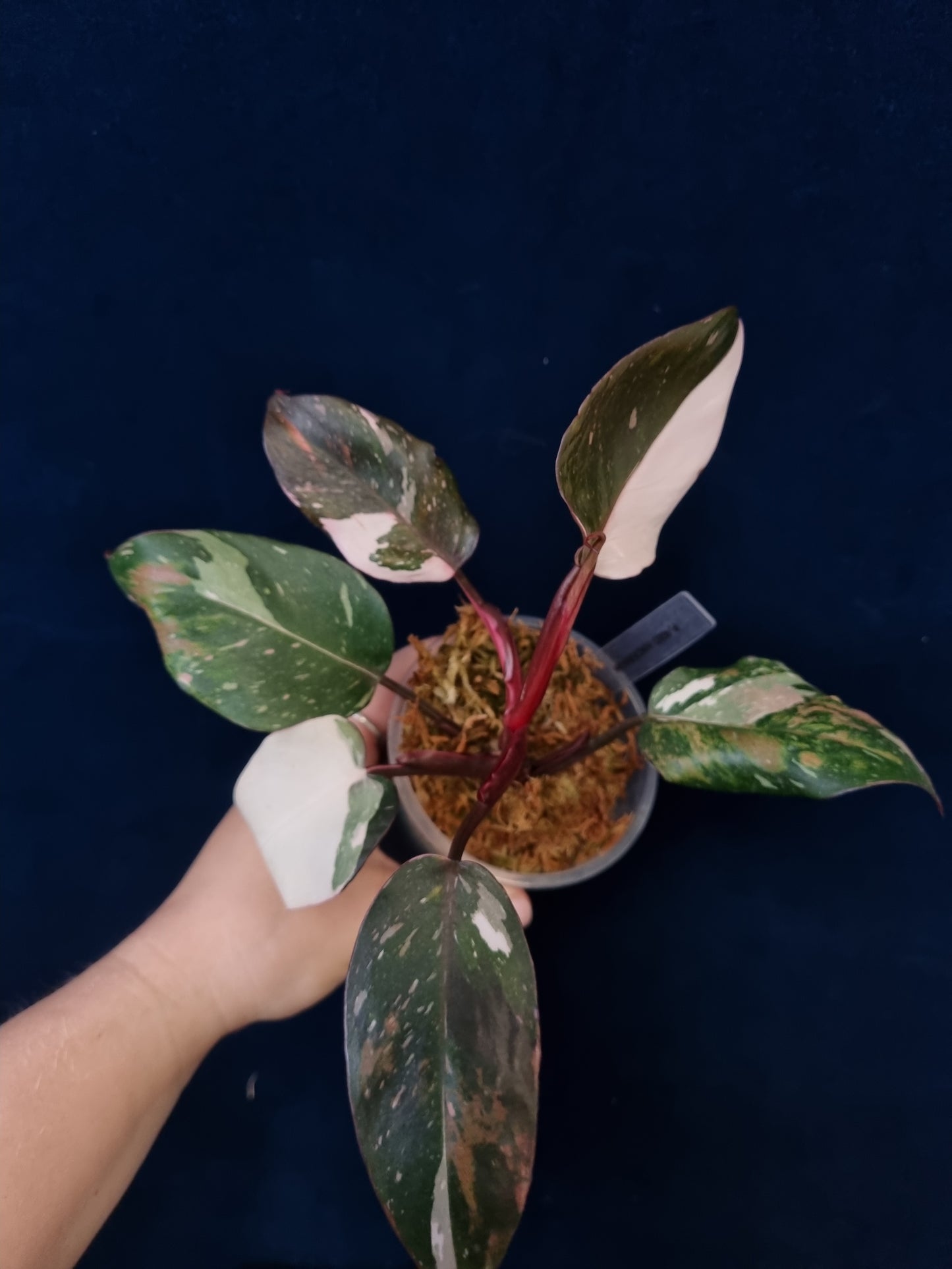 Philodendron Red Anderson Medium