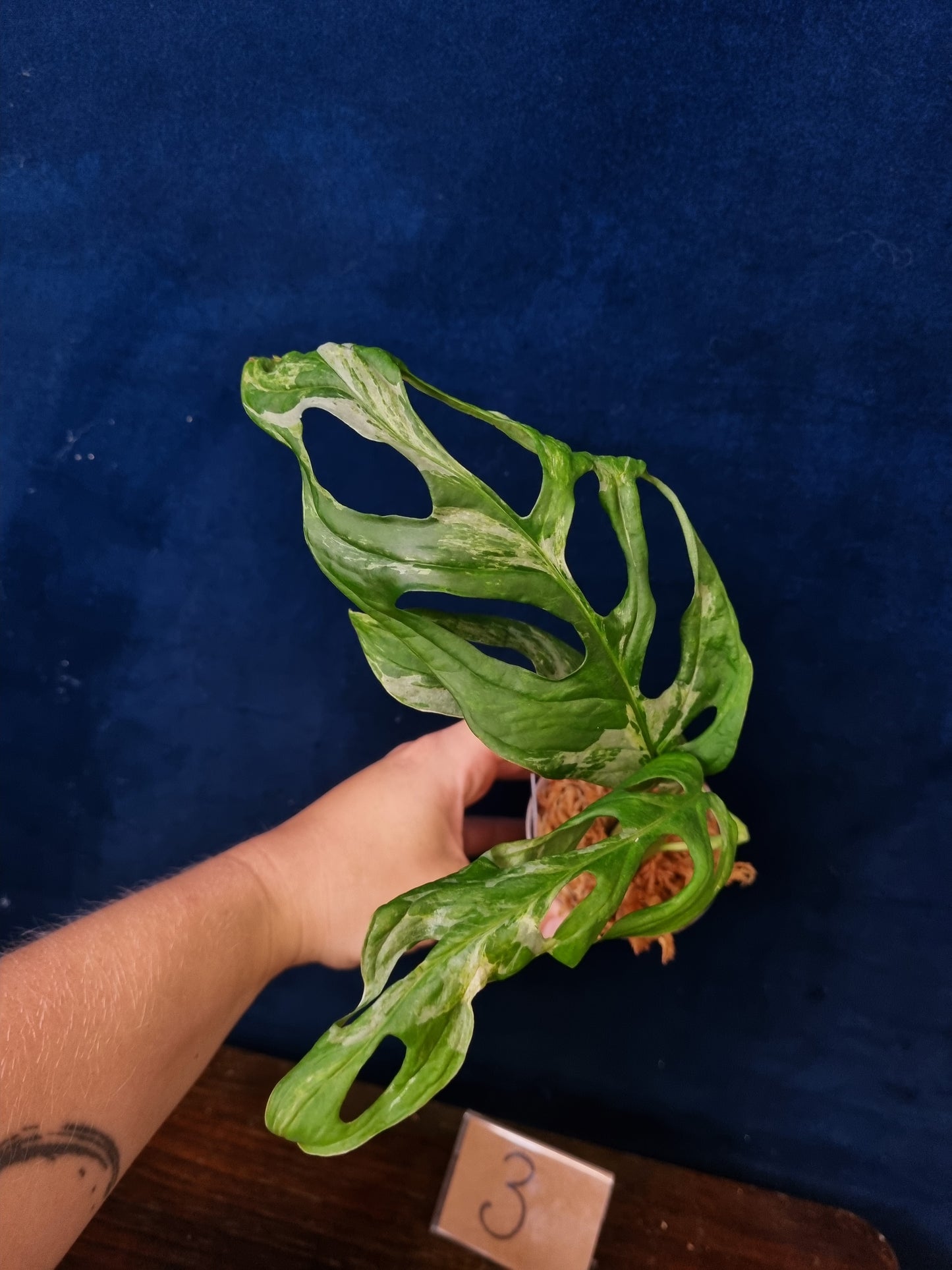 Monstera Adansonii Indonesian Marble